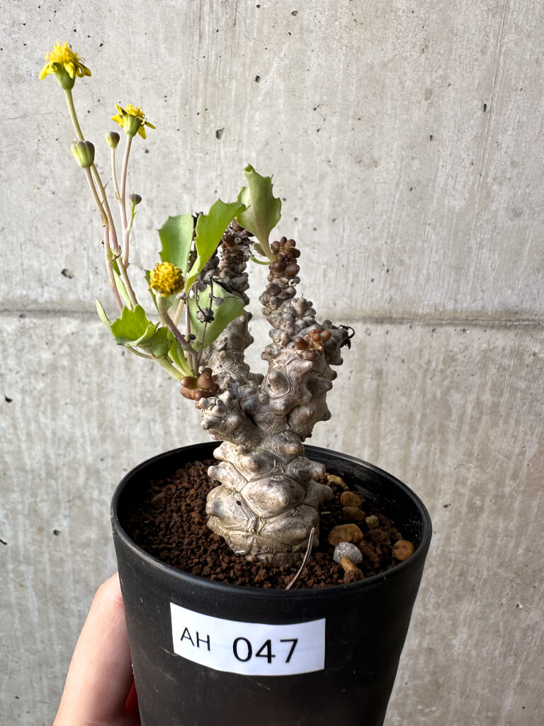 【現品限り】オトンナ・ヘレー 蛮鬼塔【AH47】 Othonna herrei【植物】塊根植物 夏型 コーデックス