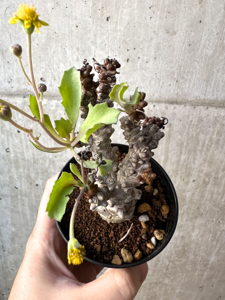 【現品限り】オトンナ・ヘレー 蛮鬼塔【AH47】 Othonna herrei【植物】塊根植物 夏型 コーデックス - 画像 (2)