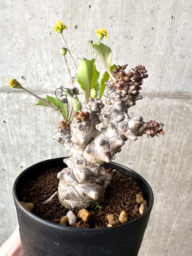 【現品限り】オトンナ・ヘレー 蛮鬼塔【AH47】 Othonna herrei【植物】塊根植物 夏型 コーデックス - 画像 (3)
