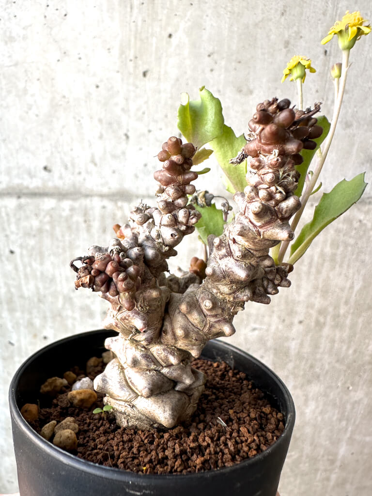 【現品限り】オトンナ・ヘレー 蛮鬼塔【AH47】 Othonna herrei【植物】塊根植物 夏型 コーデックス - 画像 (4)