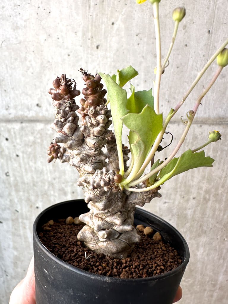 【現品限り】オトンナ・ヘレー 蛮鬼塔【AH47】 Othonna herrei【植物】塊根植物 夏型 コーデックス - 画像 (5)