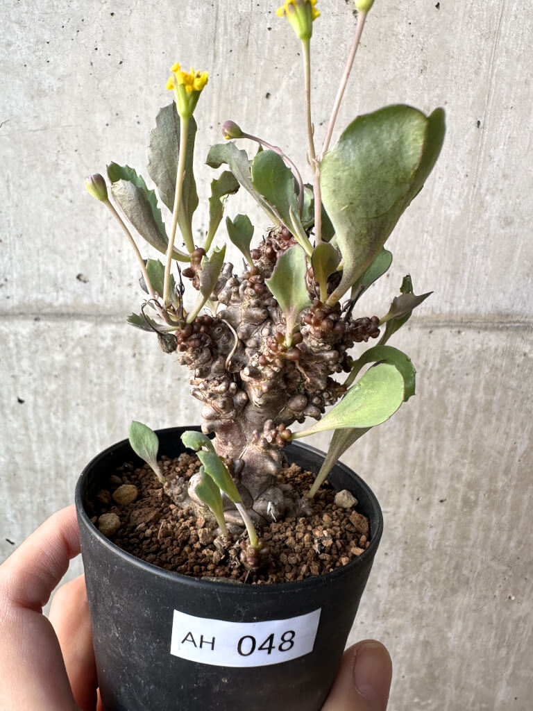 【現品限り】オトンナ・ヘレー 蛮鬼塔【AH48】 Othonna herrei【植物】塊根植物 夏型 コーデックス