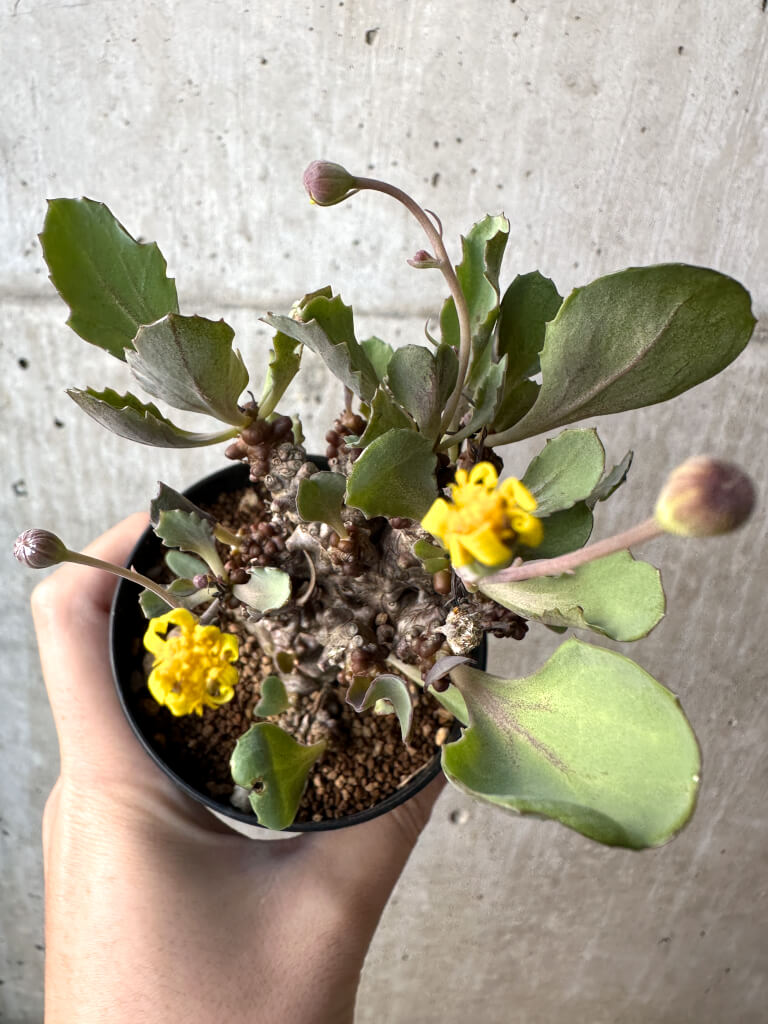【現品限り】オトンナ・ヘレー 蛮鬼塔【AH48】 Othonna herrei【植物】塊根植物 夏型 コーデックス - 画像 (2)
