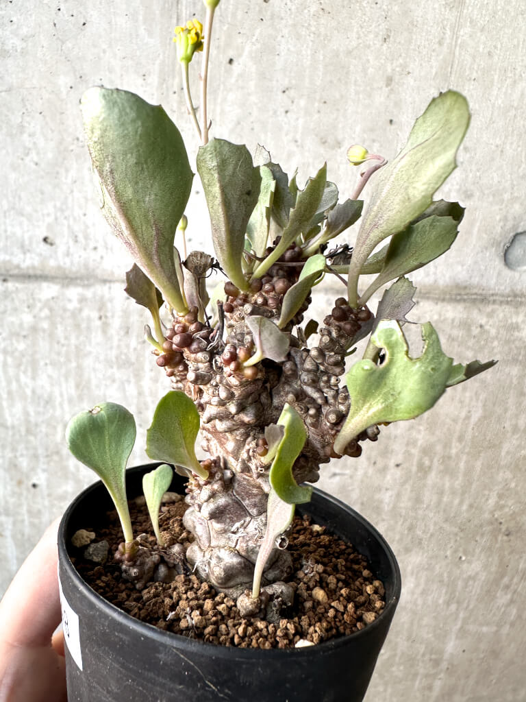 【現品限り】オトンナ・ヘレー 蛮鬼塔【AH48】 Othonna herrei【植物】塊根植物 夏型 コーデックス - 画像 (3)