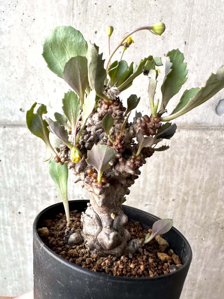 【現品限り】オトンナ・ヘレー 蛮鬼塔【AH48】 Othonna herrei【植物】塊根植物 夏型 コーデックス - 画像 (4)