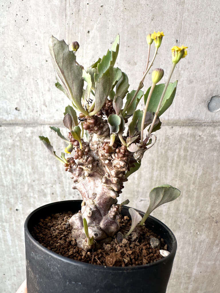 【現品限り】オトンナ・ヘレー 蛮鬼塔【AH48】 Othonna herrei【植物】塊根植物 夏型 コーデックス - 画像 (5)