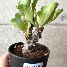 【現品限り】オトンナ・ヘレー 蛮鬼塔【AH49】 Othonna herrei【植物】塊根植物 夏型 コーデックス