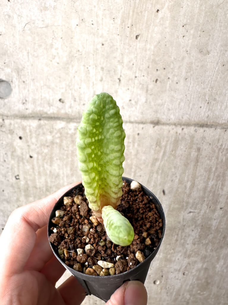 【現品限り】ブルビネ・ブルインシー 選抜【AH4】 Bulbine bruynsii【植物】塊根植物 夏型 コーデックス - 画像 (2)