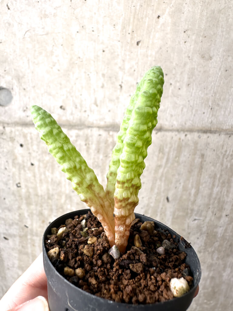 【現品限り】ブルビネ・ブルインシー 選抜【AH4】 Bulbine bruynsii【植物】塊根植物 夏型 コーデックス - 画像 (3)