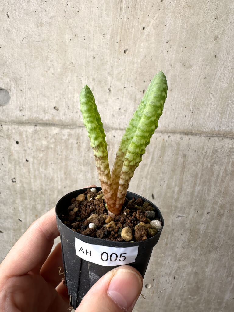 【現品限り】ブルビネ・ブルインシー 選抜【AH5】 Bulbine bruynsii【植物】塊根植物 夏型 コーデックス