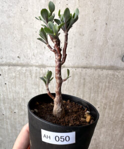 【現品限り】オトンナ・パキポダ【AH50】 Othonna pachypoda【植物】塊根植物 夏型 コーデックス