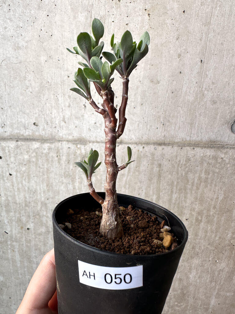 【現品限り】オトンナ・パキポダ【AH50】 Othonna pachypoda【植物】塊根植物 夏型 コーデックス