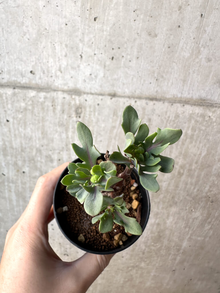 【現品限り】オトンナ・パキポダ【AH50】 Othonna pachypoda【植物】塊根植物 夏型 コーデックス - 画像 (2)