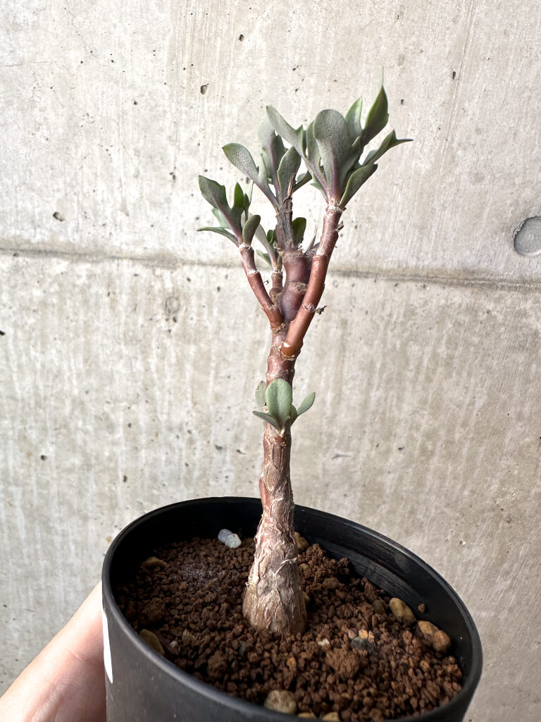 【現品限り】オトンナ・パキポダ【AH50】 Othonna pachypoda【植物】塊根植物 夏型 コーデックス - 画像 (3)