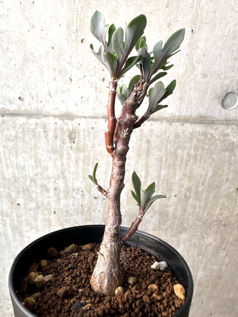 【現品限り】オトンナ・パキポダ【AH50】 Othonna pachypoda【植物】塊根植物 夏型 コーデックス - 画像 (4)