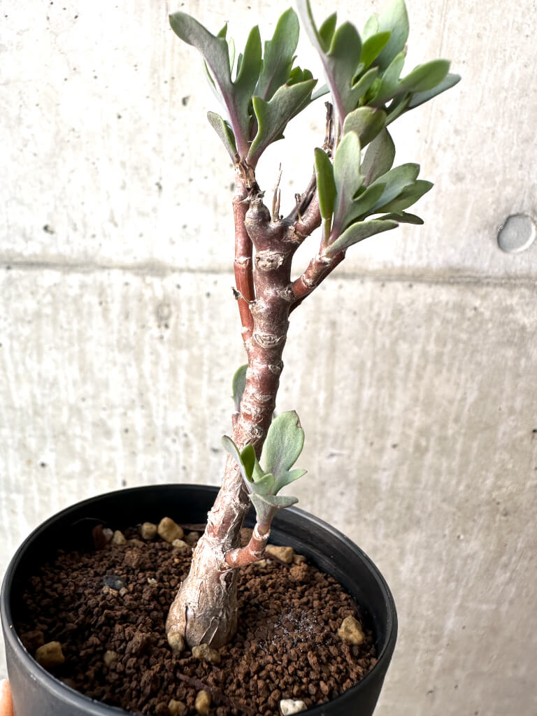 【現品限り】オトンナ・パキポダ【AH50】 Othonna pachypoda【植物】塊根植物 夏型 コーデックス - 画像 (5)