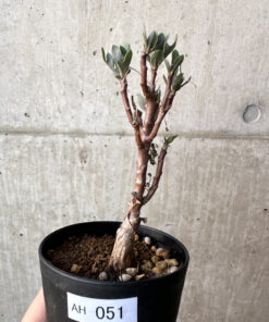 【現品限り】オトンナ・パキポダ【AH51】 Othonna pachypoda【植物】塊根植物 夏型 コーデックス