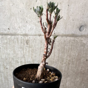 【現品限り】オトンナ・パキポダ【AH51】 Othonna pachypoda【植物】塊根植物 夏型 コーデックス