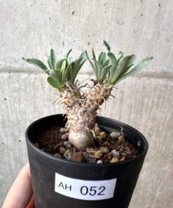 【現品限り】オトンナ・レピドカウリス【AH52】 Othonna lepidocaulis【植物】塊根植物 夏型 コーデックス