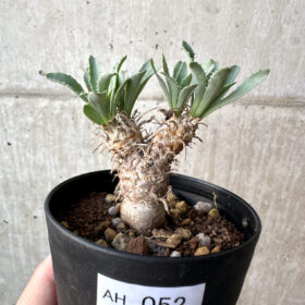 【現品限り】オトンナ・レピドカウリス【AH52】 Othonna lepidocaulis【植物】塊根植物 夏型 コーデックス