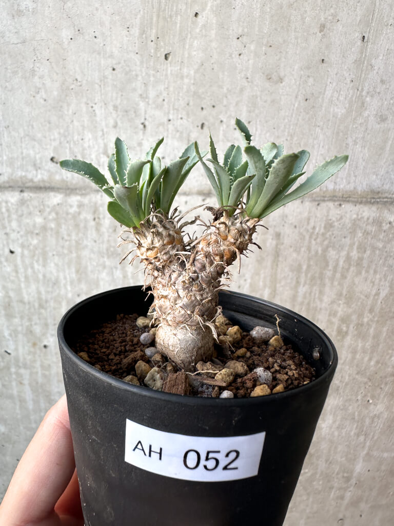 【現品限り】オトンナ・レピドカウリス【AH52】 Othonna lepidocaulis【植物】塊根植物 夏型 コーデックス