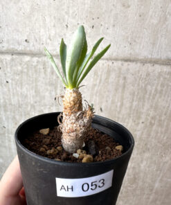 【現品限り】オトンナ・レピドカウリス【AH53】 Othonna lepidocaulis【植物】塊根植物 夏型 コーデックス