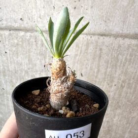 【現品限り】オトンナ・レピドカウリス【AH53】 Othonna lepidocaulis【植物】塊根植物 夏型 コーデックス