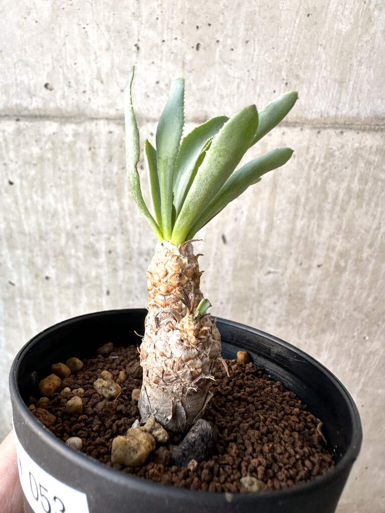 【現品限り】オトンナ・レピドカウリス【AH53】 Othonna lepidocaulis【植物】塊根植物 夏型 コーデックス - 画像 (3)