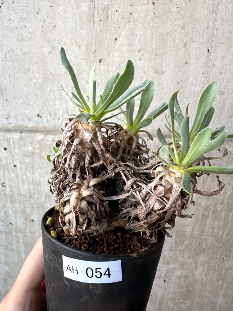 【現品限り】オトンナ・レトロルサ【AH54】 Othonna retrorsa【植物】塊根植物 夏型 コーデックス