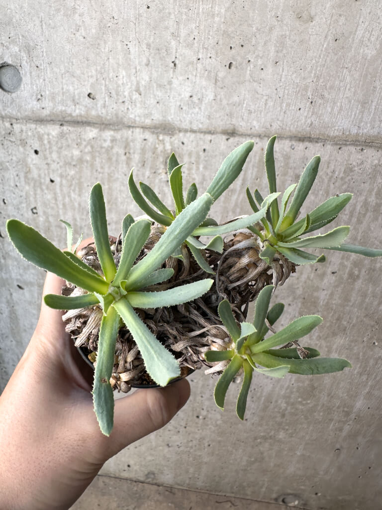 【現品限り】オトンナ・レトロルサ【AH54】 Othonna retrorsa【植物】塊根植物 夏型 コーデックス - 画像 (2)