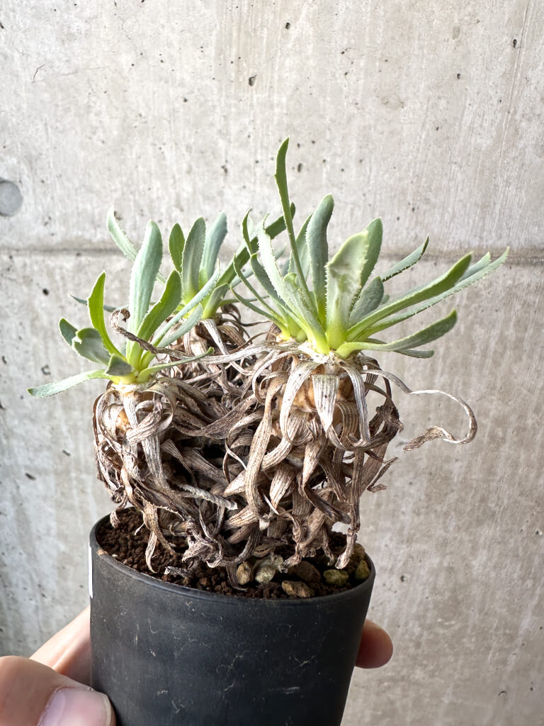 【現品限り】オトンナ・レトロルサ【AH54】 Othonna retrorsa【植物】塊根植物 夏型 コーデックス - 画像 (3)
