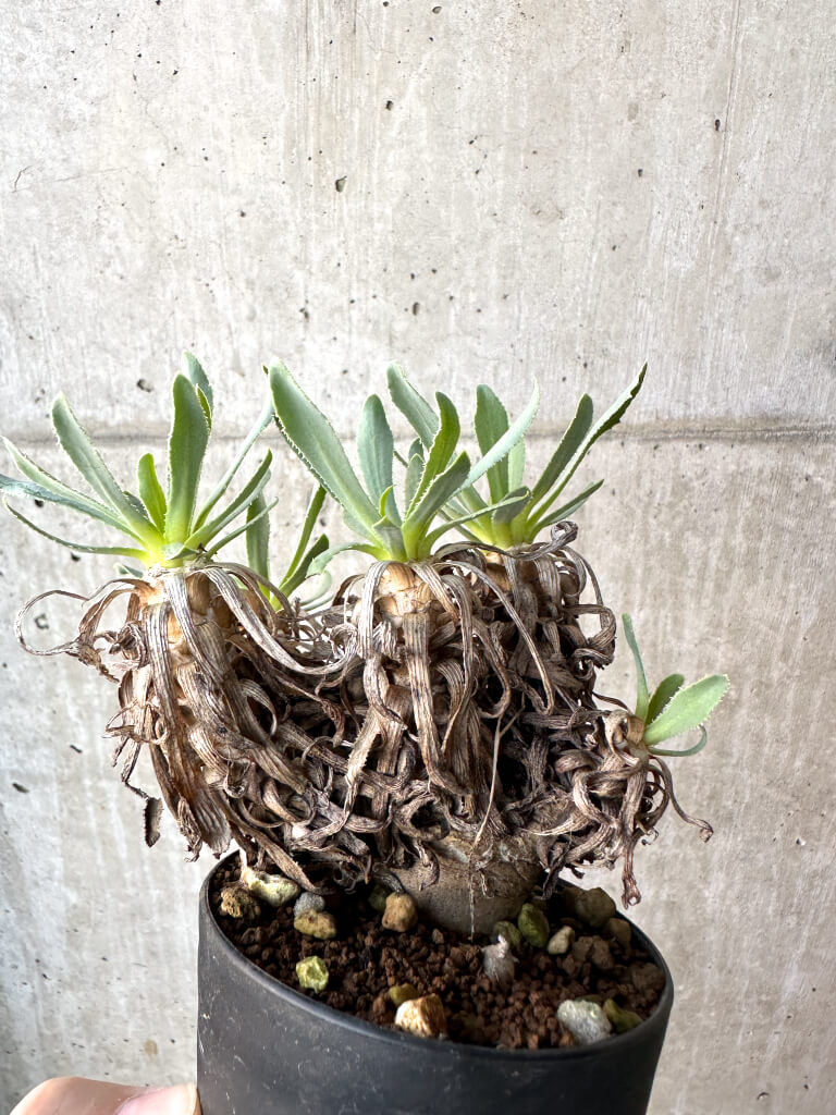 【現品限り】オトンナ・レトロルサ【AH54】 Othonna retrorsa【植物】塊根植物 夏型 コーデックス - 画像 (4)