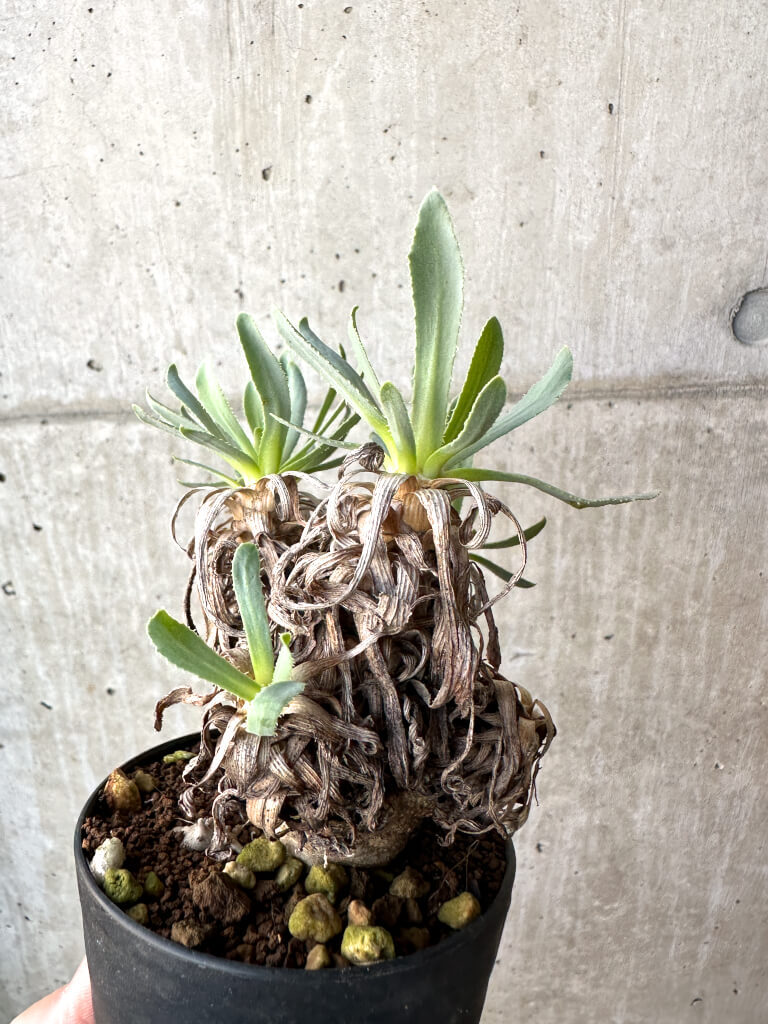 【現品限り】オトンナ・レトロルサ【AH54】 Othonna retrorsa【植物】塊根植物 夏型 コーデックス - 画像 (5)