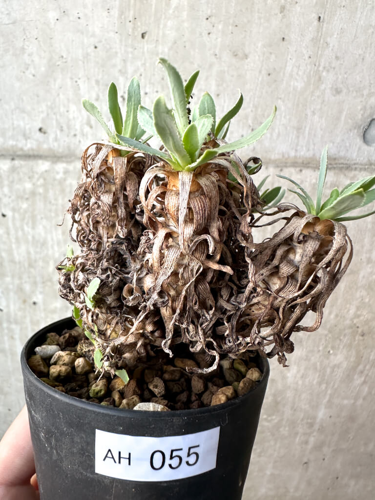 【現品限り】オトンナ・レトロルサ【AH55】 Othonna retrorsa【植物】塊根植物 夏型 コーデックス