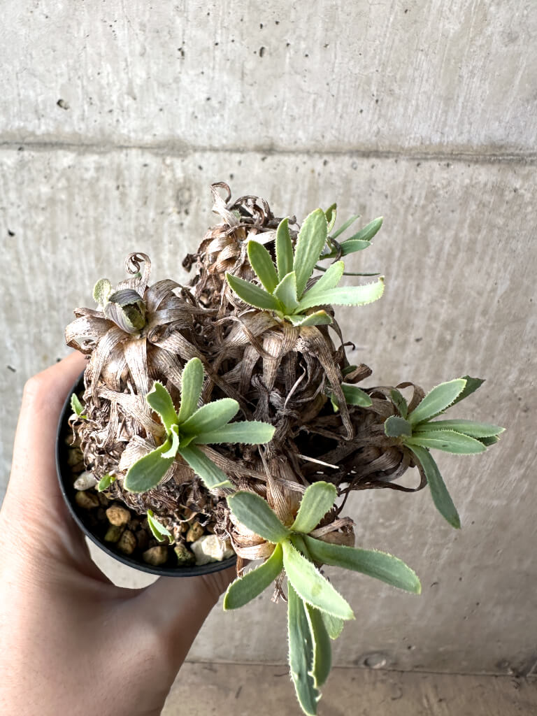 【現品限り】オトンナ・レトロルサ【AH55】 Othonna retrorsa【植物】塊根植物 夏型 コーデックス - 画像 (2)