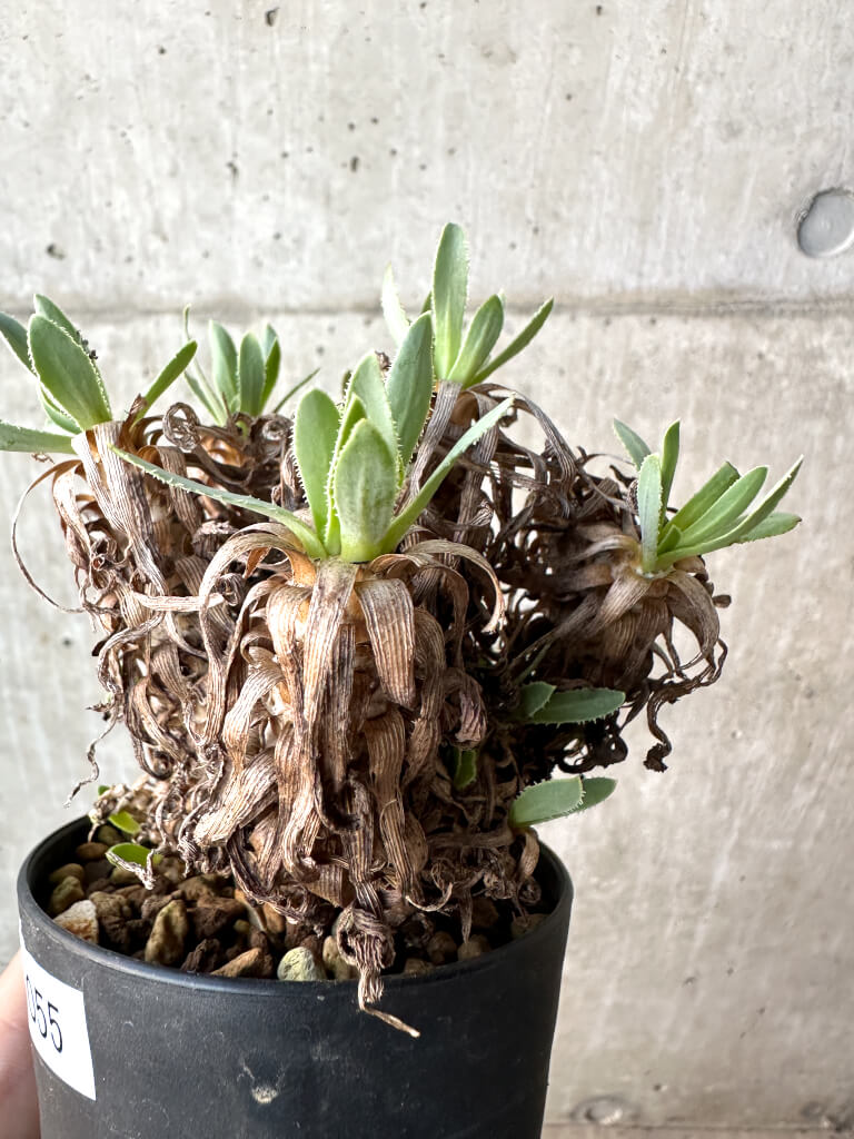 【現品限り】オトンナ・レトロルサ【AH55】 Othonna retrorsa【植物】塊根植物 夏型 コーデックス - 画像 (3)