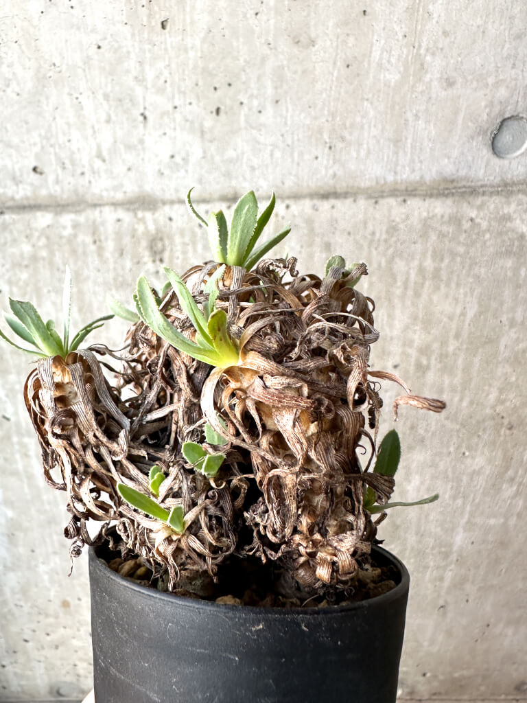 【現品限り】オトンナ・レトロルサ【AH55】 Othonna retrorsa【植物】塊根植物 夏型 コーデックス - 画像 (4)