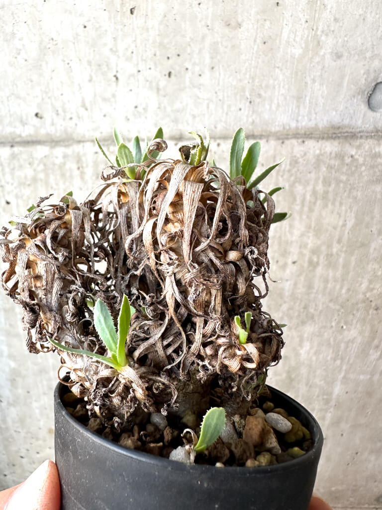 【現品限り】オトンナ・レトロルサ【AH55】 Othonna retrorsa【植物】塊根植物 夏型 コーデックス - 画像 (5)