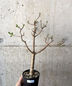 【現品限り】オトンナ・アルブスクラ【AH56】 Othonna arbuscula【植物】塊根植物 夏型 コーデックス