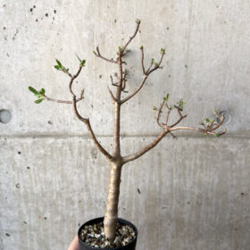 【現品限り】オトンナ・アルブスクラ【AH56】 Othonna arbuscula【植物】塊根植物 夏型 コーデックス