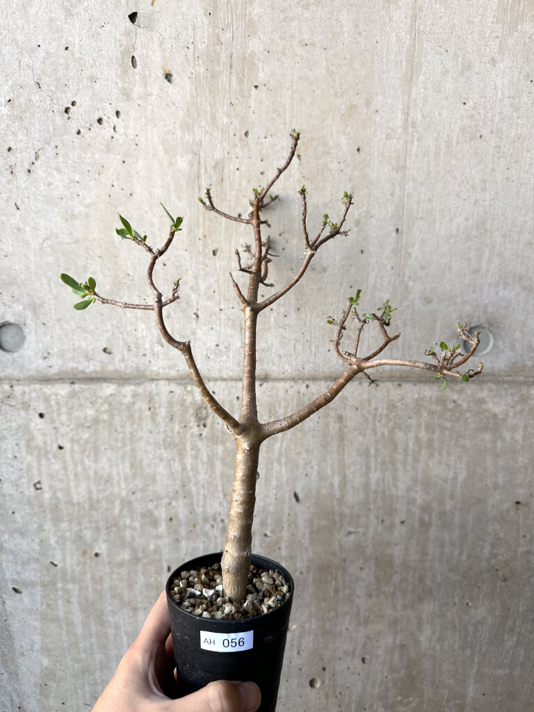 【現品限り】オトンナ・アルブスクラ【AH56】 Othonna arbuscula【植物】塊根植物 夏型 コーデックス