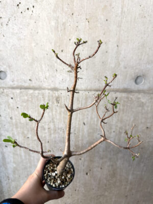 プラントブラザーズ