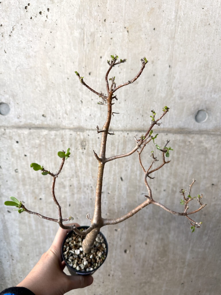 【現品限り】オトンナ・アルブスクラ【AH56】 Othonna arbuscula【植物】塊根植物 夏型 コーデックス - 画像 (2)