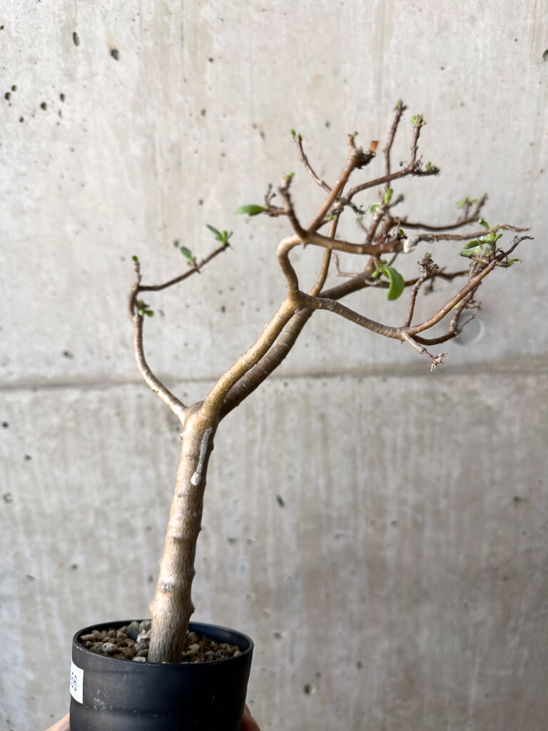 【現品限り】オトンナ・アルブスクラ【AH56】 Othonna arbuscula【植物】塊根植物 夏型 コーデックス - 画像 (3)