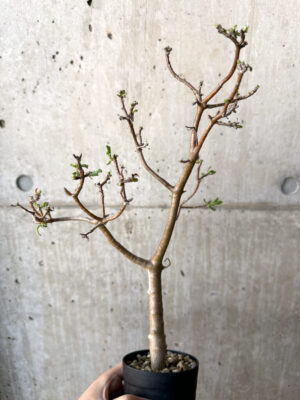 プラントブラザーズ