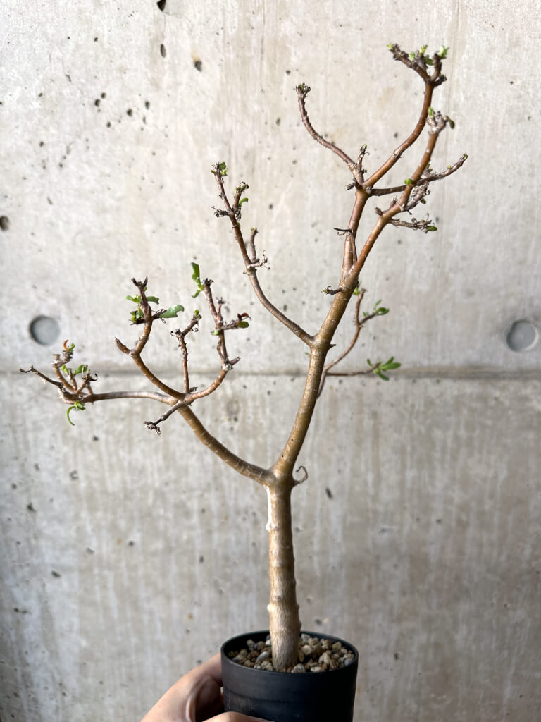 【現品限り】オトンナ・アルブスクラ【AH56】 Othonna arbuscula【植物】塊根植物 夏型 コーデックス - 画像 (4)