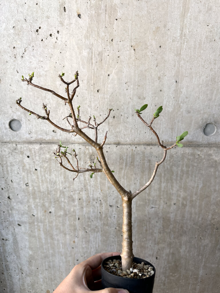 【現品限り】オトンナ・アルブスクラ【AH56】 Othonna arbuscula【植物】塊根植物 夏型 コーデックス - 画像 (5)