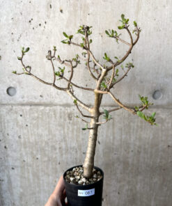 【現品限り】オトンナ・アルブスクラ【AH57】 Othonna arbuscula【植物】塊根植物 夏型 コーデックス