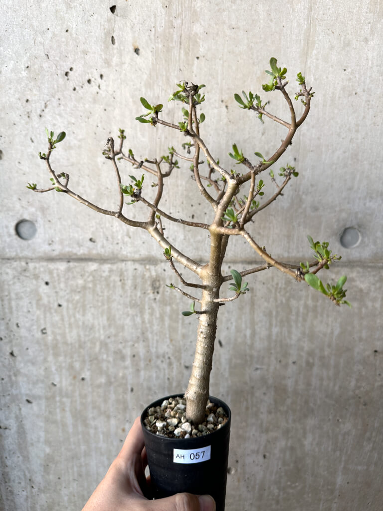 【現品限り】オトンナ・アルブスクラ【AH57】 Othonna arbuscula【植物】塊根植物 夏型 コーデックス