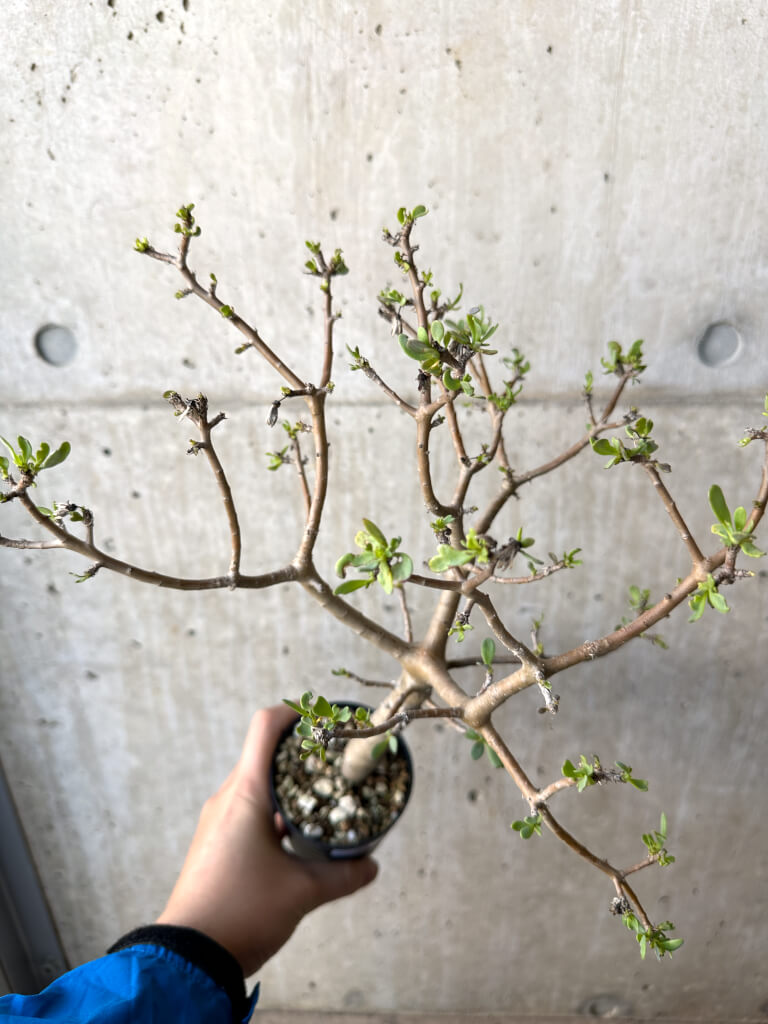 【現品限り】オトンナ・アルブスクラ【AH57】 Othonna arbuscula【植物】塊根植物 夏型 コーデックス - 画像 (2)